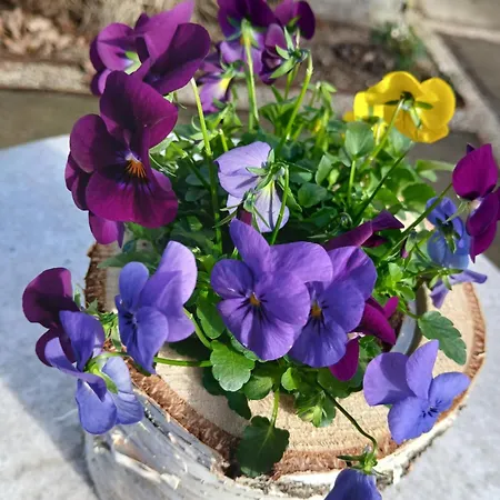 Frühstückspension De Pol