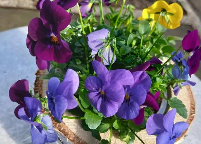 Bed and Breakfast De Pol